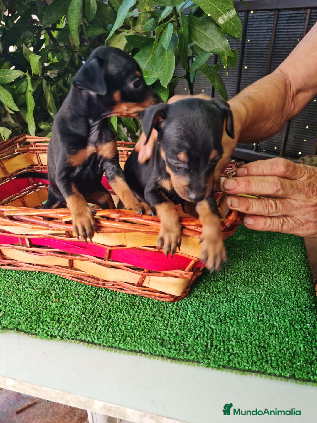 Ratón de Praga perros en venta: Raton de praga - Imagen 6