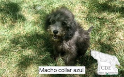 Caniche Enano perros en venta: Caniches EXCLUSIVOS!!! - Imagen 2