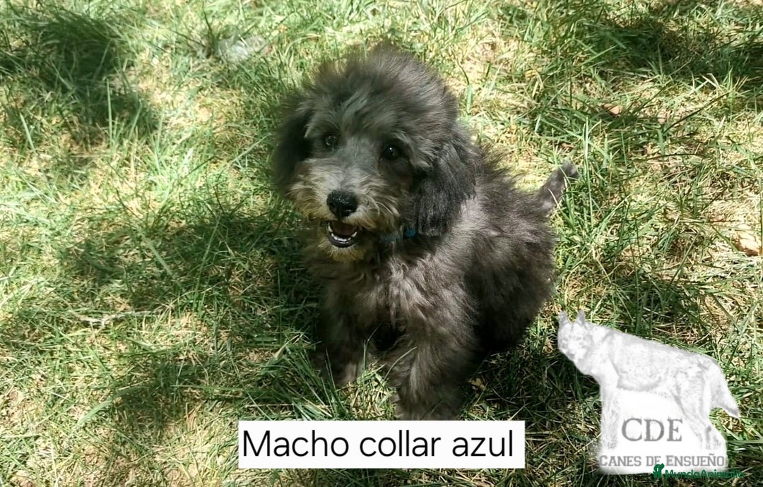 Caniche Enano perros en venta: Caniches EXCLUSIVOS!!! - Imagen 2