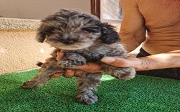 Caniche Toy perros en venta: Caniche toy  - Imagen 9