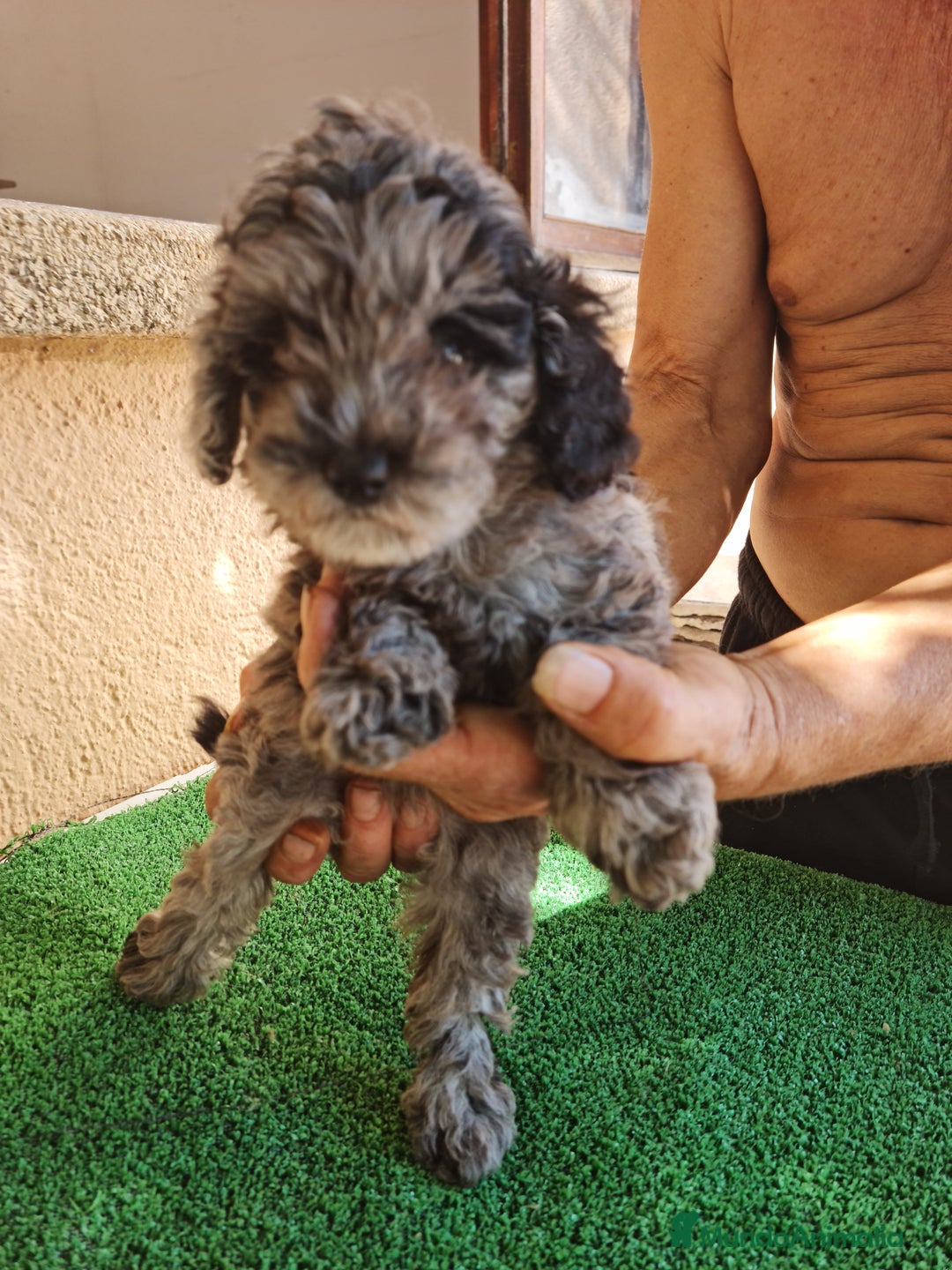 Caniche Toy perros en venta: Caniche toy  - Imagen 9