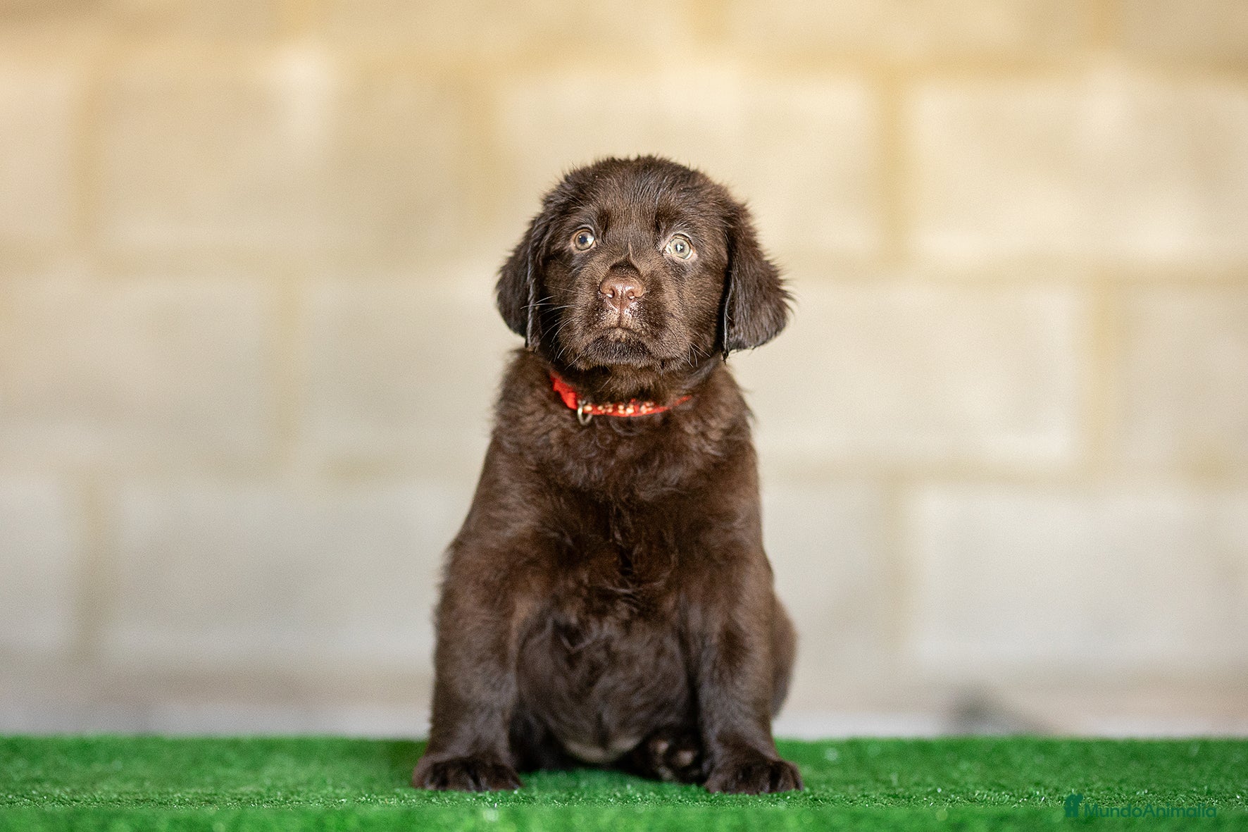 Labrador Retriever perros en venta: LABRADOR CHOCOLATE DISPONIBLE - Anuncio 4