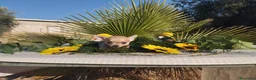 Chihuahua perros en venta: Chihuahuas toys - Anuncio 3