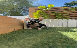 Chihuahua perros en venta: CHIHUAHUA HEMBRA - Imagen 14