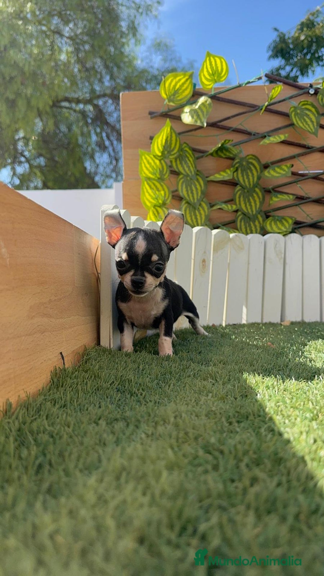 Chihuahua perros en venta: CHIHUAHUA HEMBRA - Imagen 14