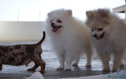 Pomerania perros en venta: 🐾 Froxty – Pomerania macho blanco 🐾 - Imagen 3