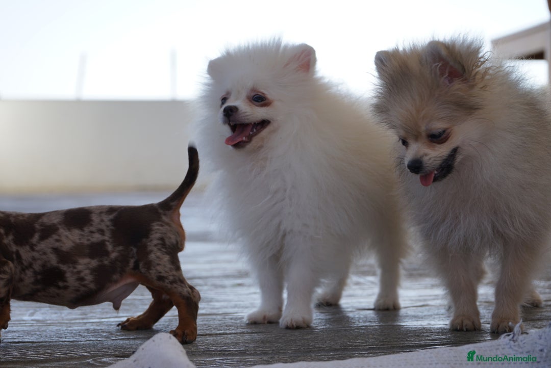 Pomerania perros en venta: 🐾 Froxty – Pomerania macho blanco 🐾 - Imagen 3