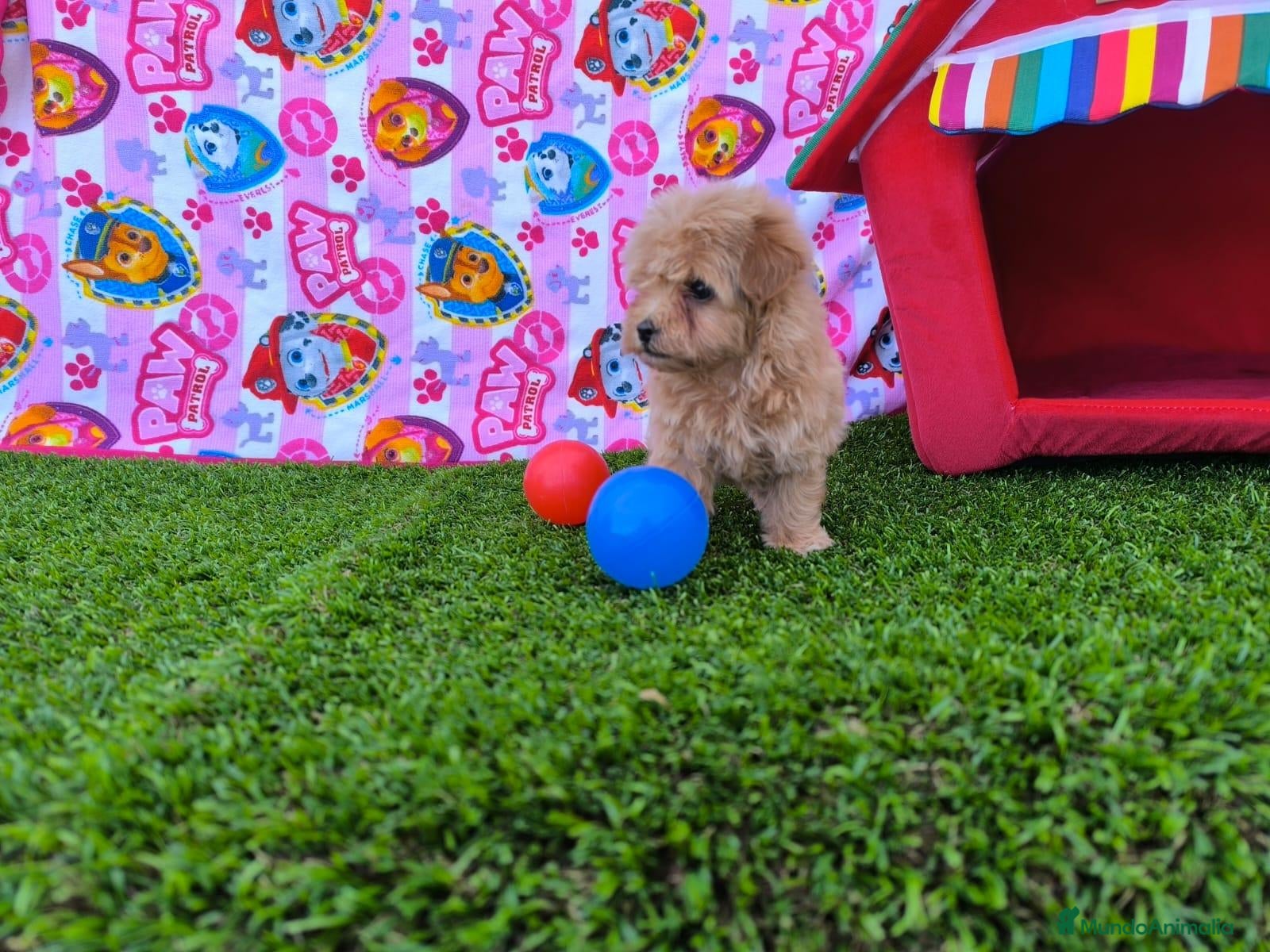 Maltipoo perros Maltipoo  - Anuncio 1