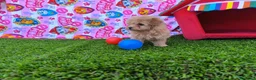 Maltipoo perros en venta: Maltipoo  - Anuncio 1
