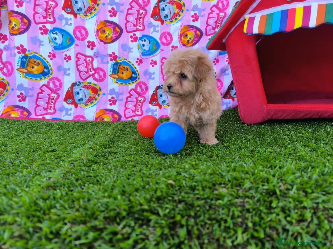 Maltipoo perros en venta: Maltipoo  - Anuncio 1