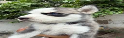 Husky Siberiano perros en venta: HUSKY CACHORROS  - Anuncio 3
