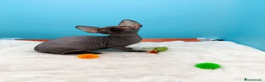 Sphynx Gatito 2
