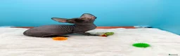 Sphynx gatos en venta: Gatitos Egipcios  - Anuncio 19