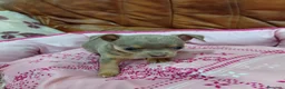 Chihuahua perros en venta: CHIHUAHUAS TOY - Anuncio 5