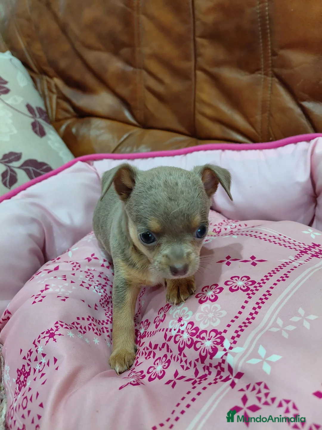 Chihuahua perros en venta: CHIHUAHUAS TOY - Anuncio 5