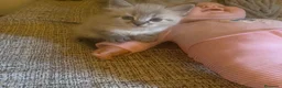 Raza Mixta gatos en venta: Cruce de siberianos  - Anuncio 4