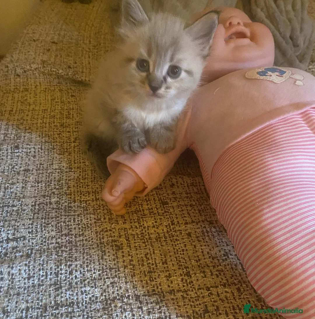 Raza Mixta gatos en venta: Cruce de siberianos  - Anuncio 4