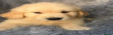 Golden Retriever 2