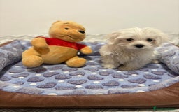 Bichón Maltés perros en venta: Bichon maltés toy  - Imagen 1