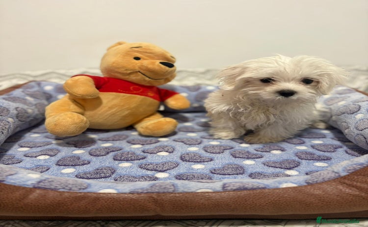 Bichón Maltés perros - Anuncio 4