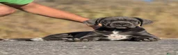 Cane Corso perros en venta: Cachorra Cane Corso - Anuncio 4