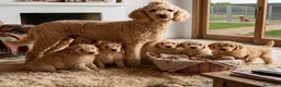 Raza Mixta perros en venta: Goldendoodle f1 - Anuncio 6