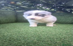 Border Collie perros en venta: border collie blue merle y blancos y negros  - Anuncio 3