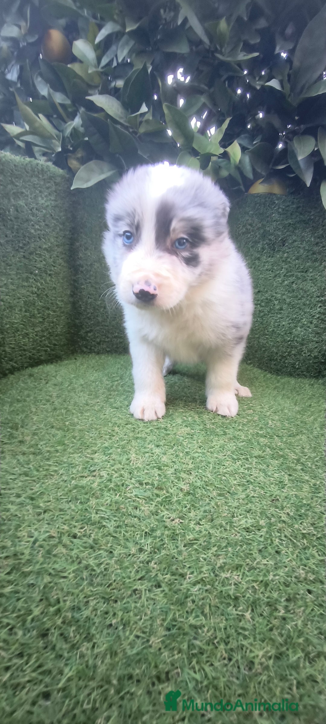 Border Collie perros en venta: border collie blue merle y blancos y negros  - Anuncio 3