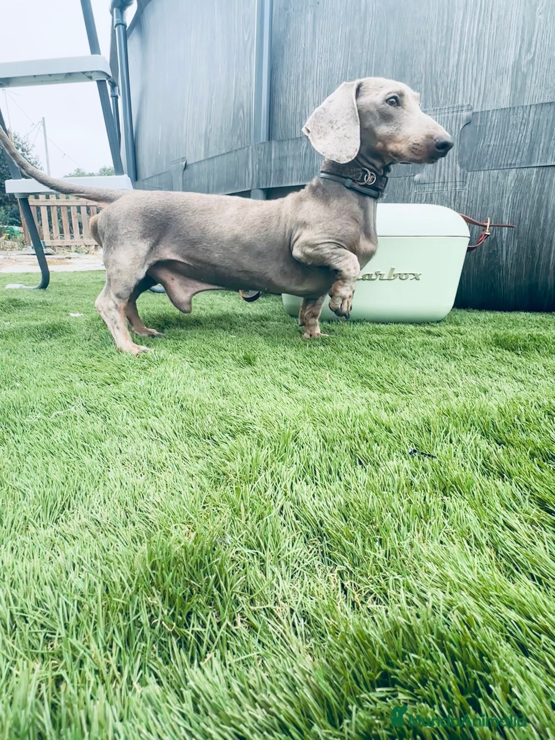 Teckel Miniatura perros en venta: Cachorritos de teckel - Imagen 6