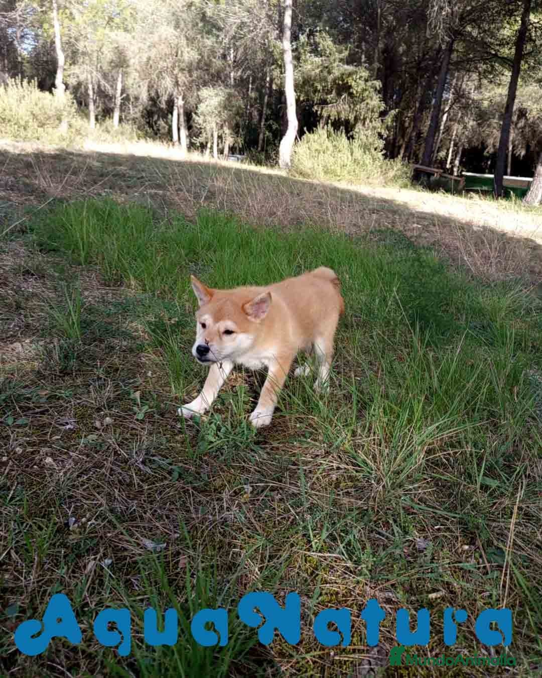 Shiba Inu perros en venta: Shiba Inu Hembra de Alba y Simbad 1722 AQUANATURA - Anuncio 4