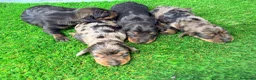 Teckel Miniatura perros en venta: TECKELS MINIATURA  - Anuncio 3