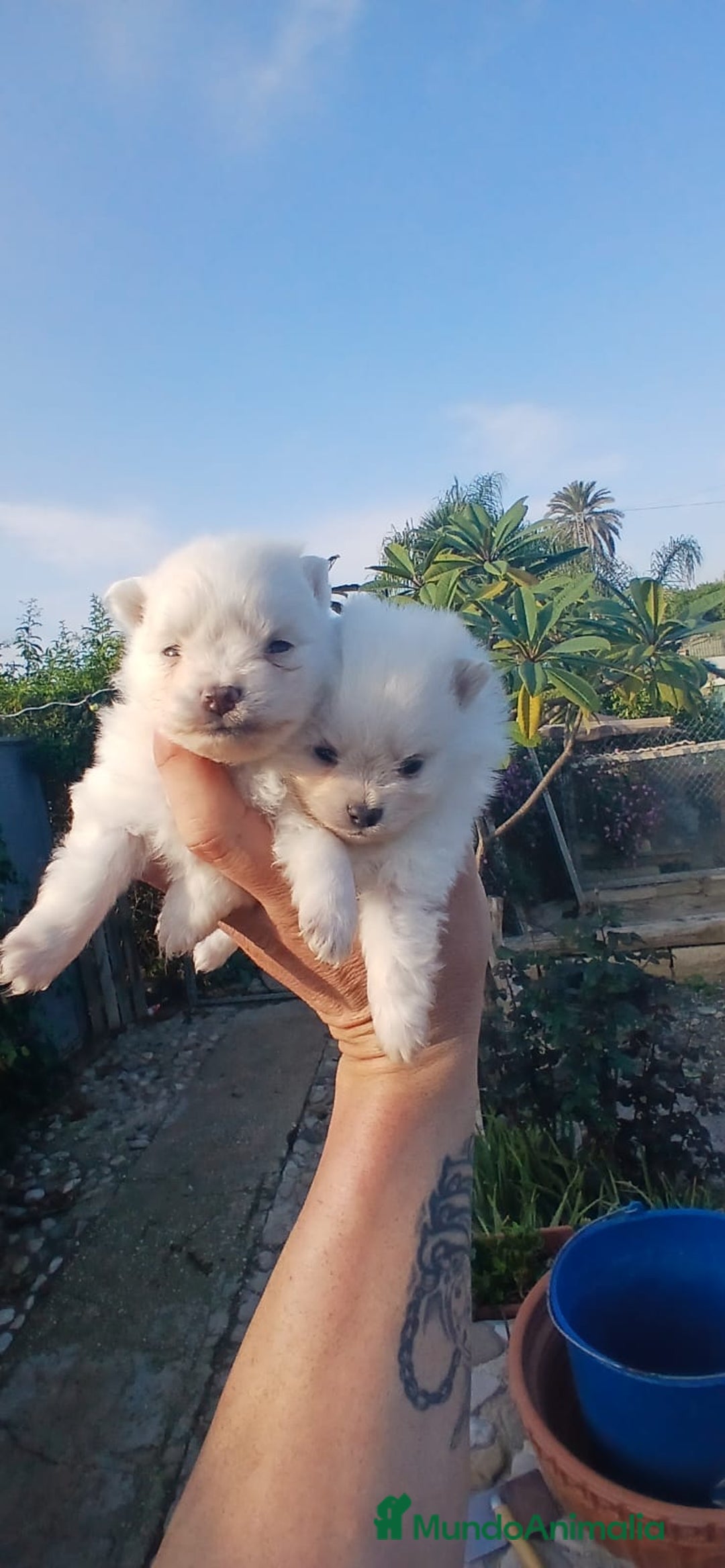 Pomerania perros en venta: Pomerania Toy blanco y crema super peques  - Anuncio 2