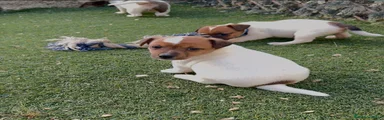 Jack Russell Terrier 1