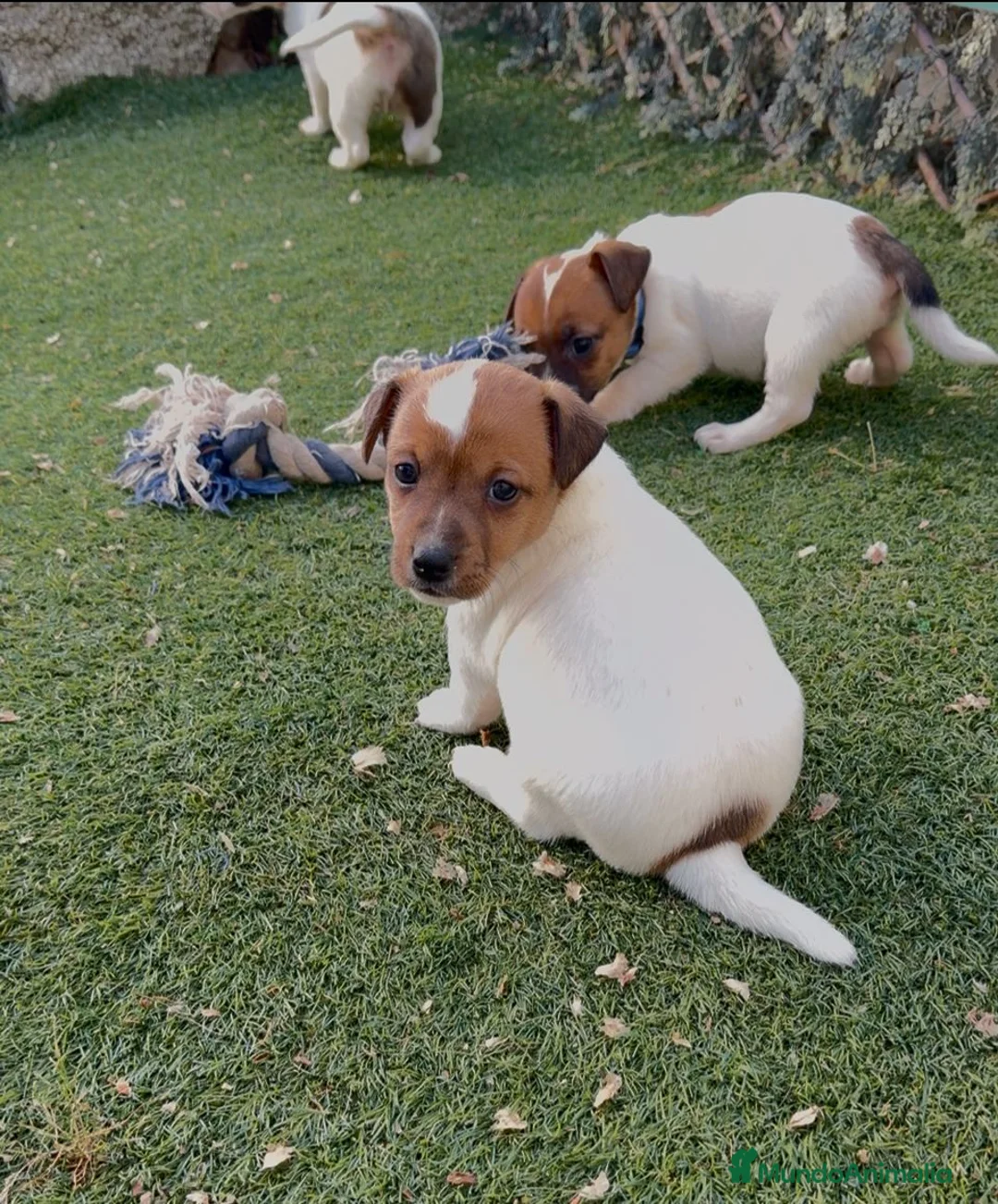 Jack Russell Terrier perros en venta: Cachorros de pelo corto de jack russell - Anuncio 2