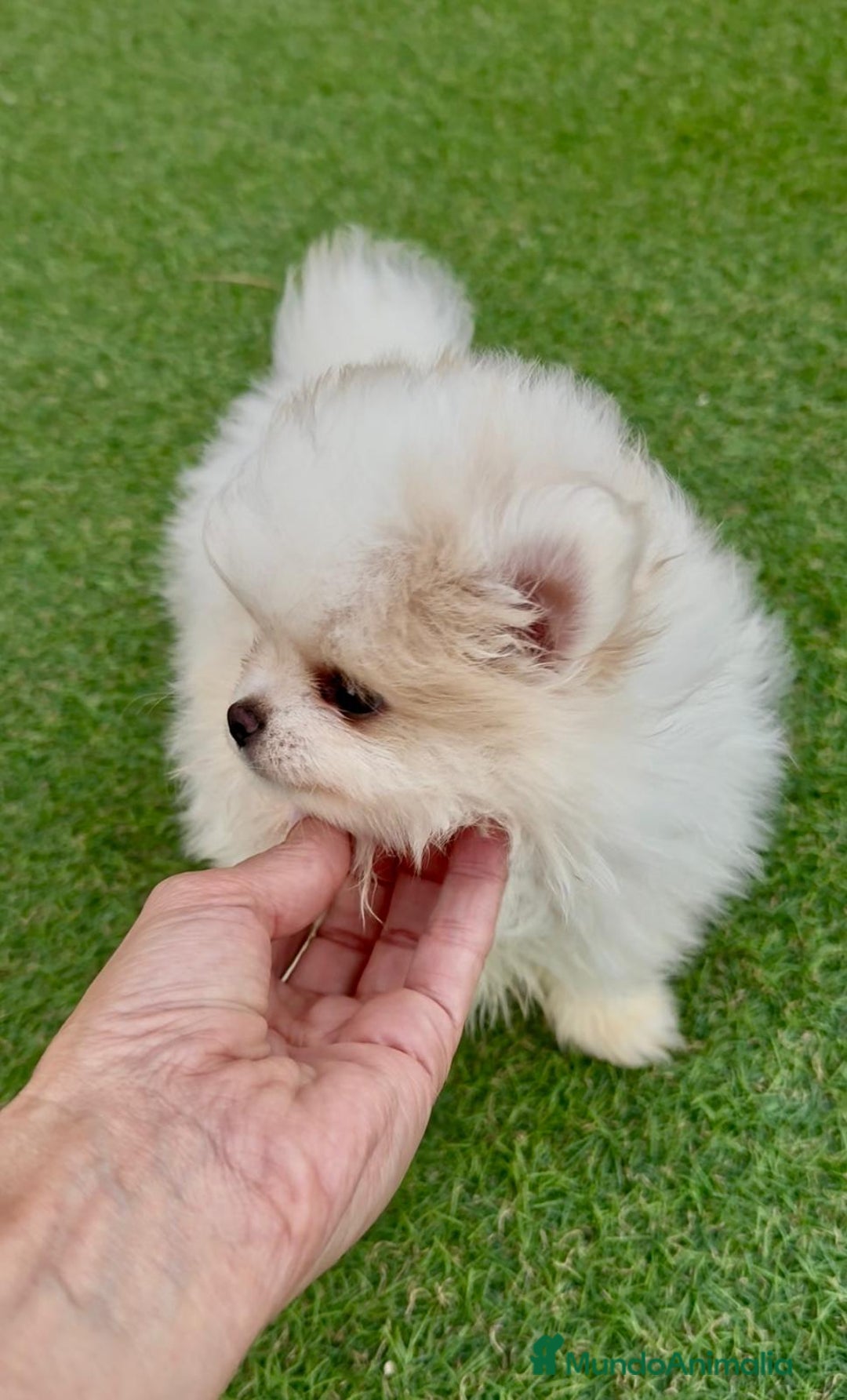 Pomerania perros en venta: Pomeranias calidad - Imagen 4