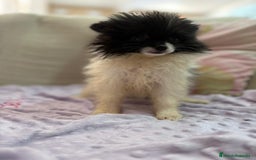 Pomerania perros en venta: Poo pomerania MICRO TOY  - Imagen 13