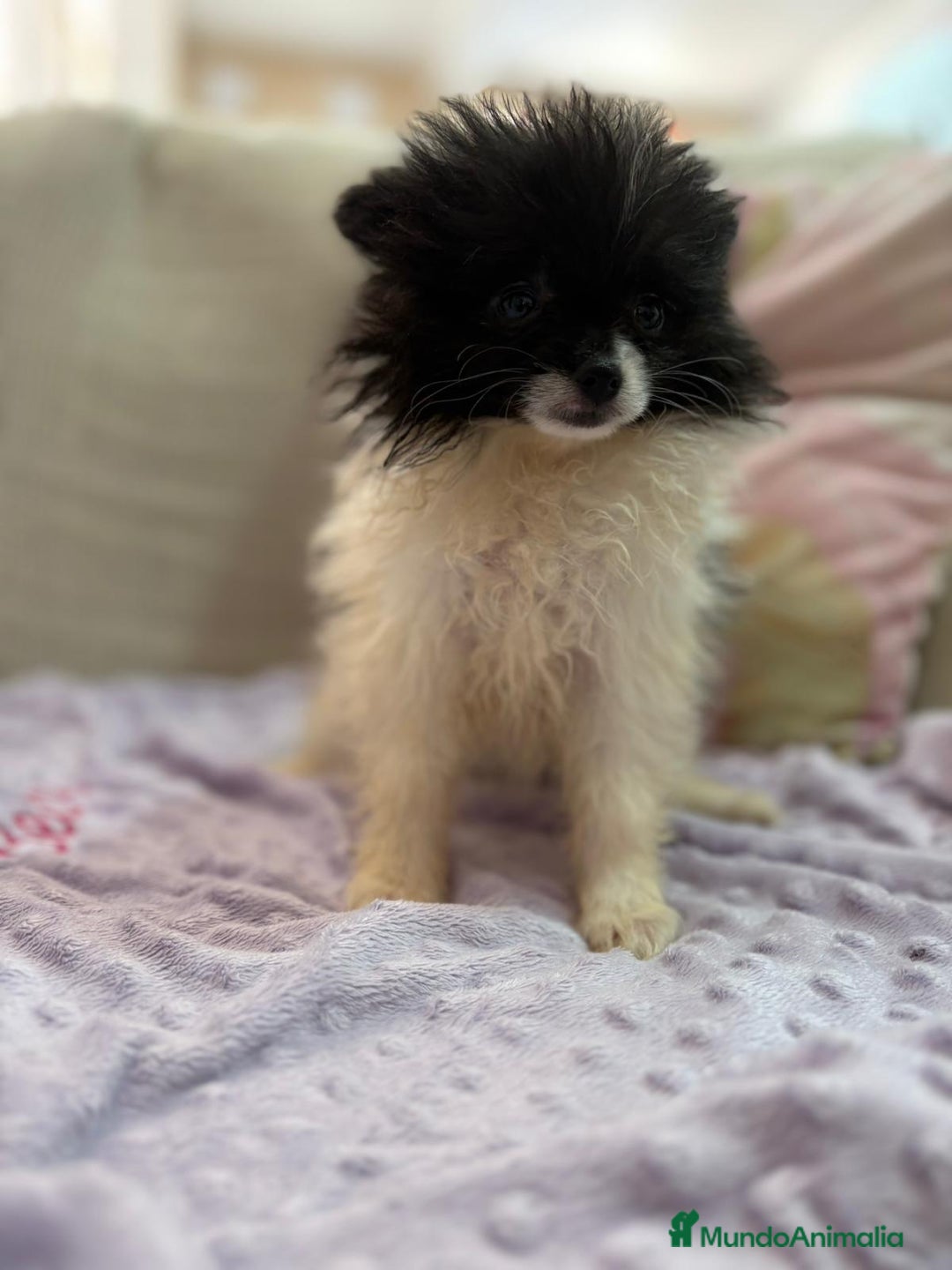 Pomerania perros en venta: Poo pomerania MICRO TOY  - Imagen 13