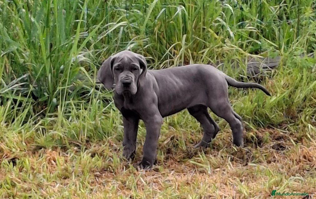 Dogo Alemán perros Cachorra azul - Anuncio 1