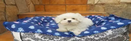 Bichón Maltés perros en venta: Bichón Maltés - Anuncio 8