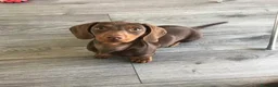 Teckel perros en venta: Teckel Chocolate en Barcelona - Anuncio 3