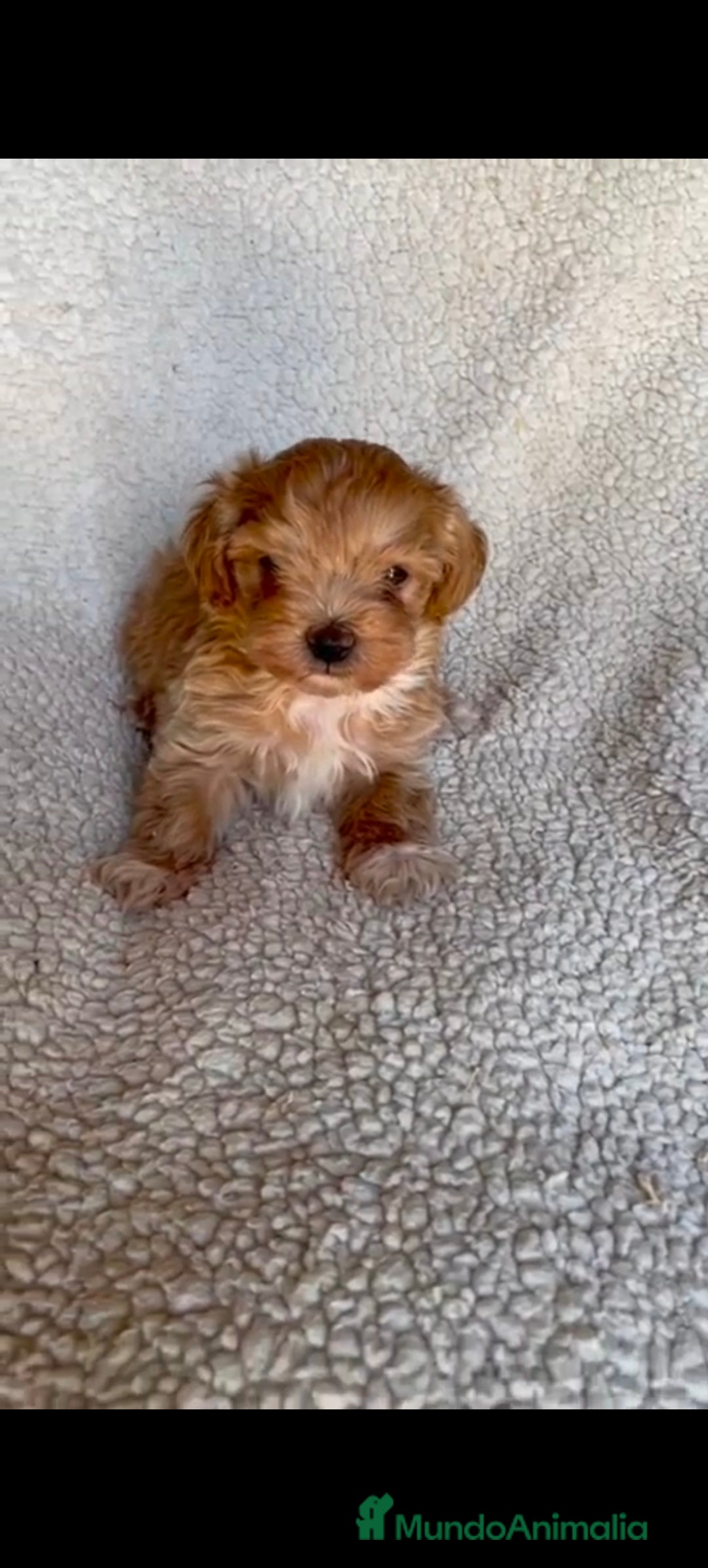 Maltipoo perros en venta: Maltipoo  - Imagen 2