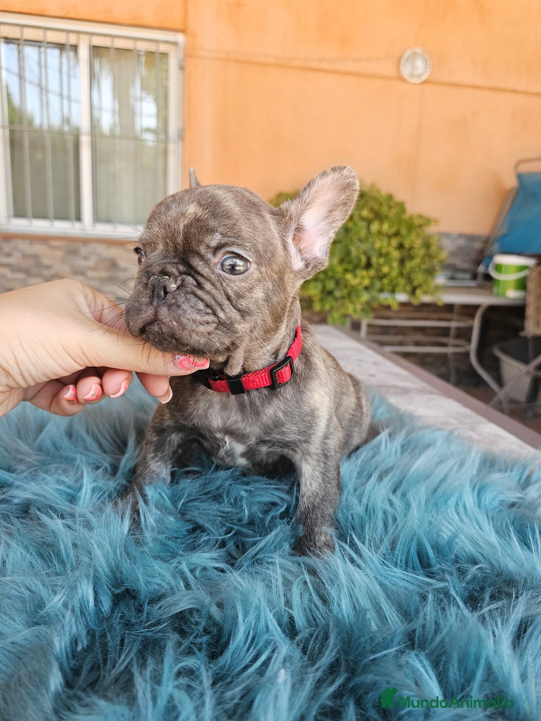 Bulldog Francés perros en venta: Bulldog francés cocoa brindle - Imagen 2