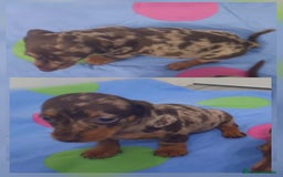 Teckel Miniatura perros en venta: Teckel Arlequin Chocolate Hembra - Imagen 3