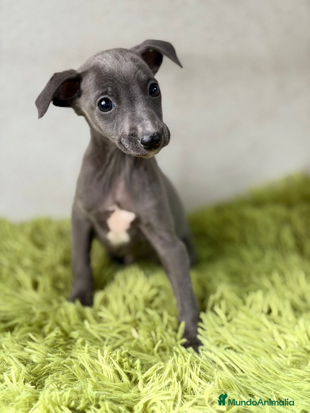 Pequeño Lebrel Italiano perros en venta: PEQUEÑO LEBREL ITALIANO (PICCOLO) - Anuncio 2