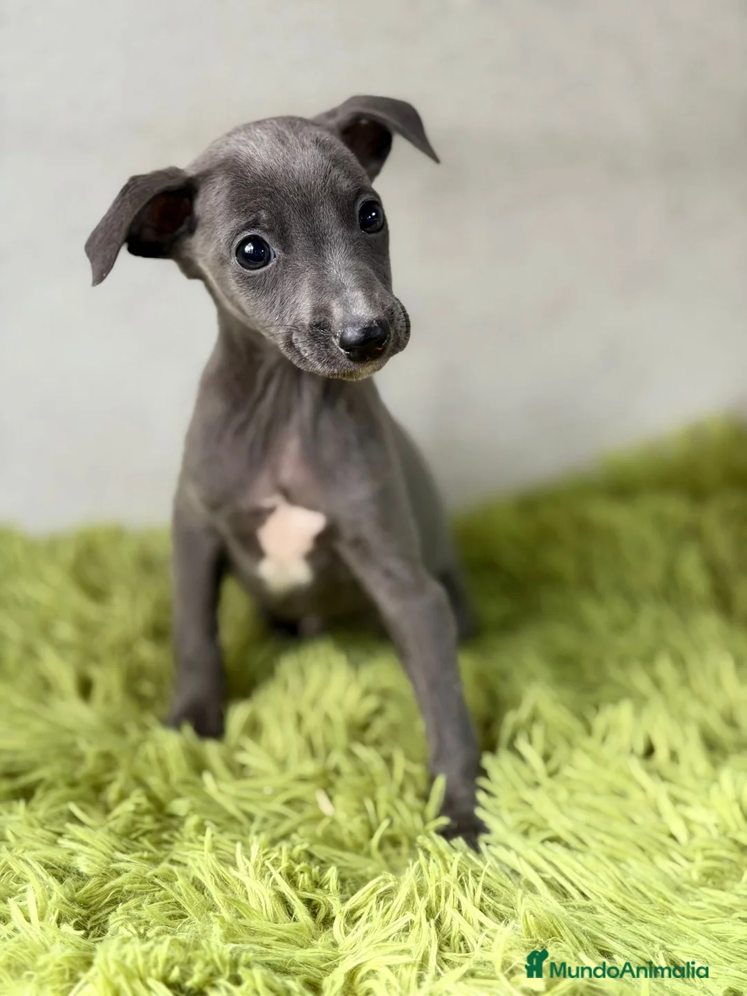 Pequeño Lebrel Italiano perros en venta: PEQUEÑO LEBREL ITALIANO (PICCOLO) - Anuncio 2