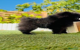 Pomerania perros en venta: POMERANIA HEMBRA - Imagen 3