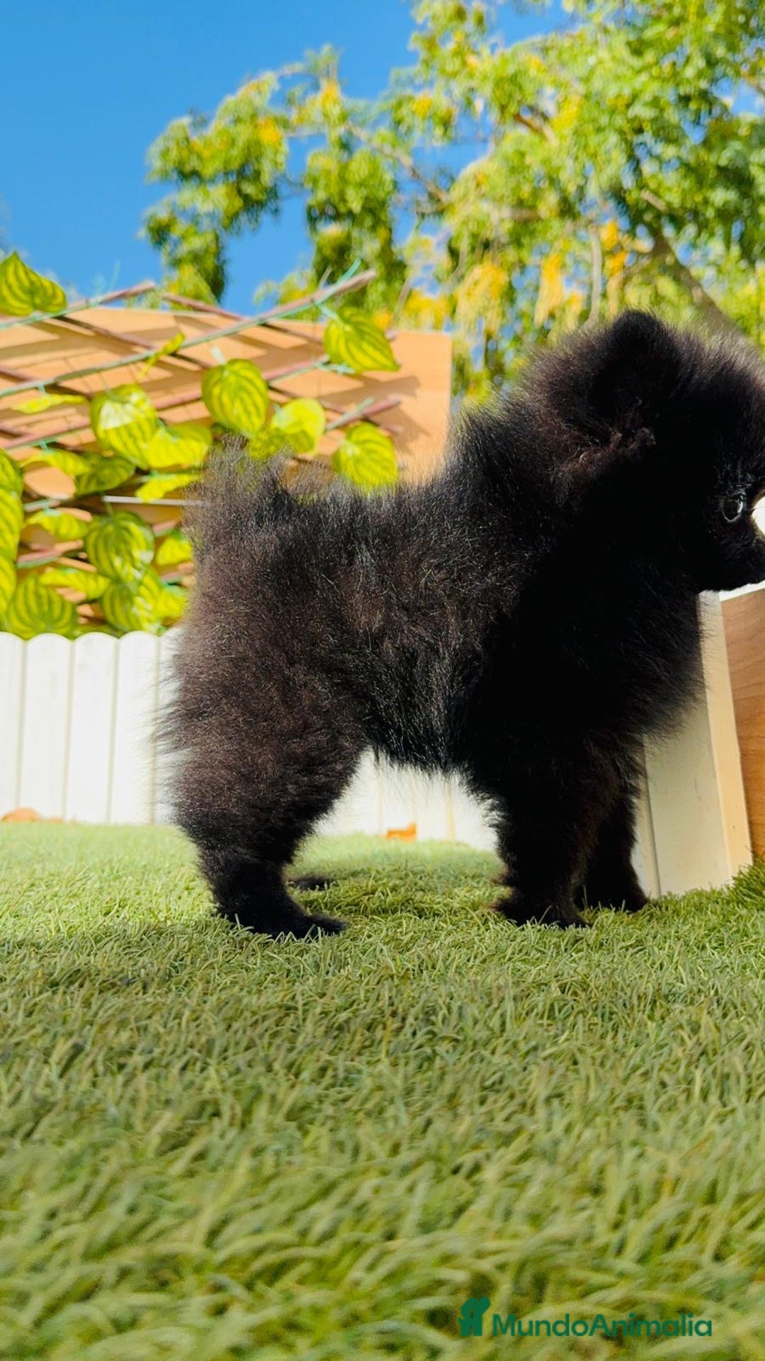 Pomerania perros en venta: POMERANIA HEMBRA - Imagen 3