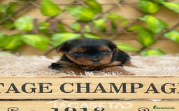 Yorkshire Terrier perros en venta: Camada de Rea - Imagen 6