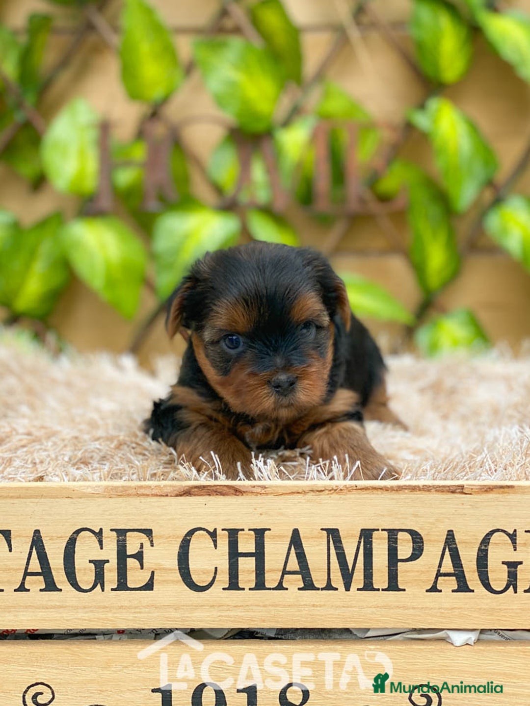 Yorkshire Terrier perros en venta: Camada de Rea - Imagen 6