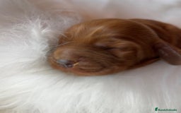 Cocker Spaniel Inglés perros en venta: Cocker dorado macho  - Imagen 4